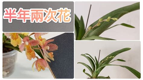 文心蘭種植材料|【文心蘭種植】文心蘭種植全攻略：初心者也能輕鬆養。